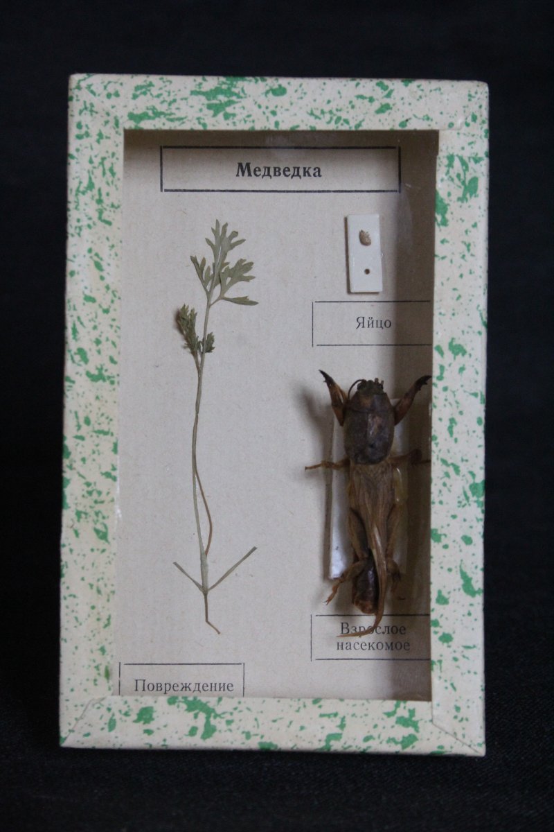 Collezione entomologica sovietica-photo-1