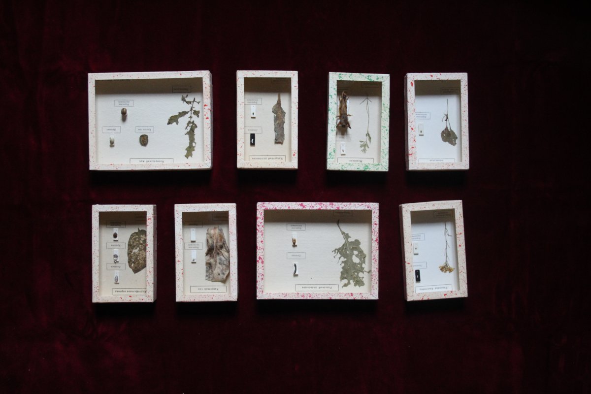 Collezione entomologica sovietica-photo-3