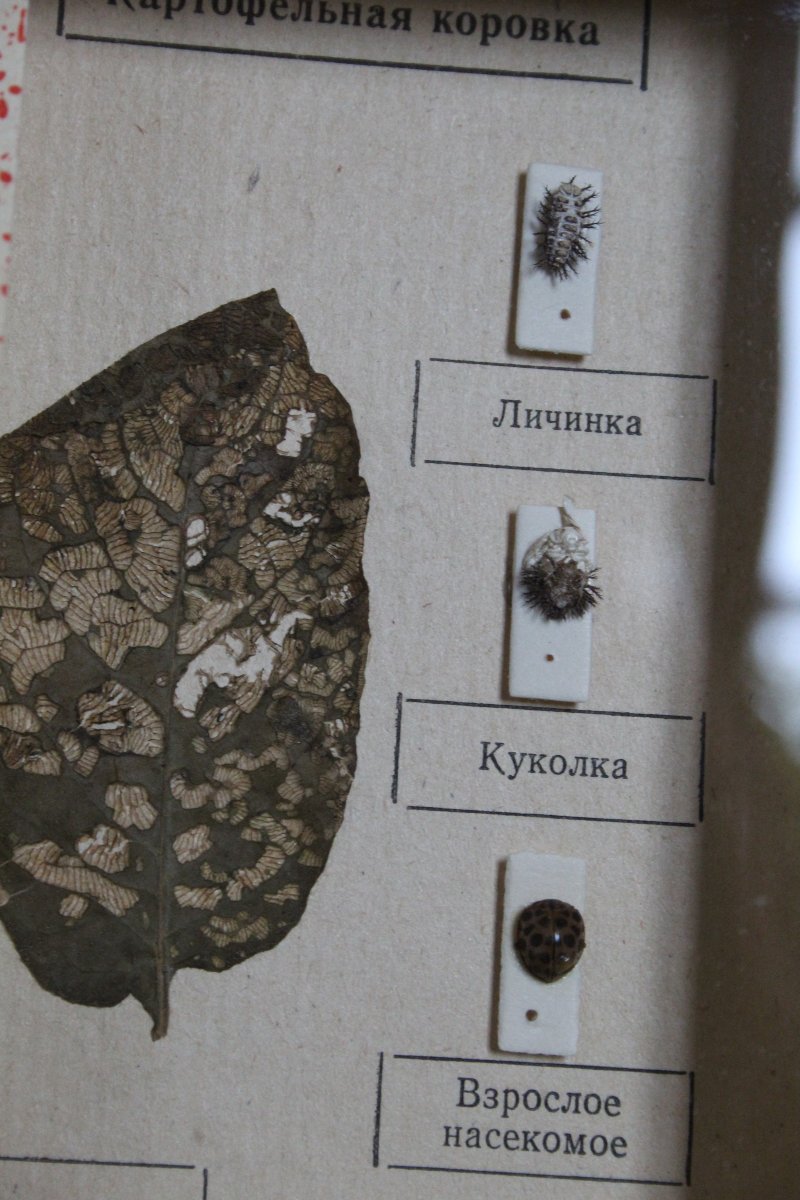 Collezione entomologica sovietica-photo-5