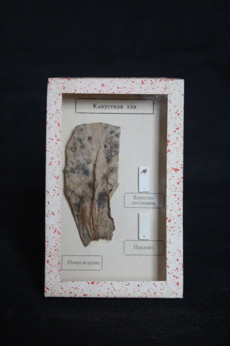 Collezione entomologica sovietica-photo-6