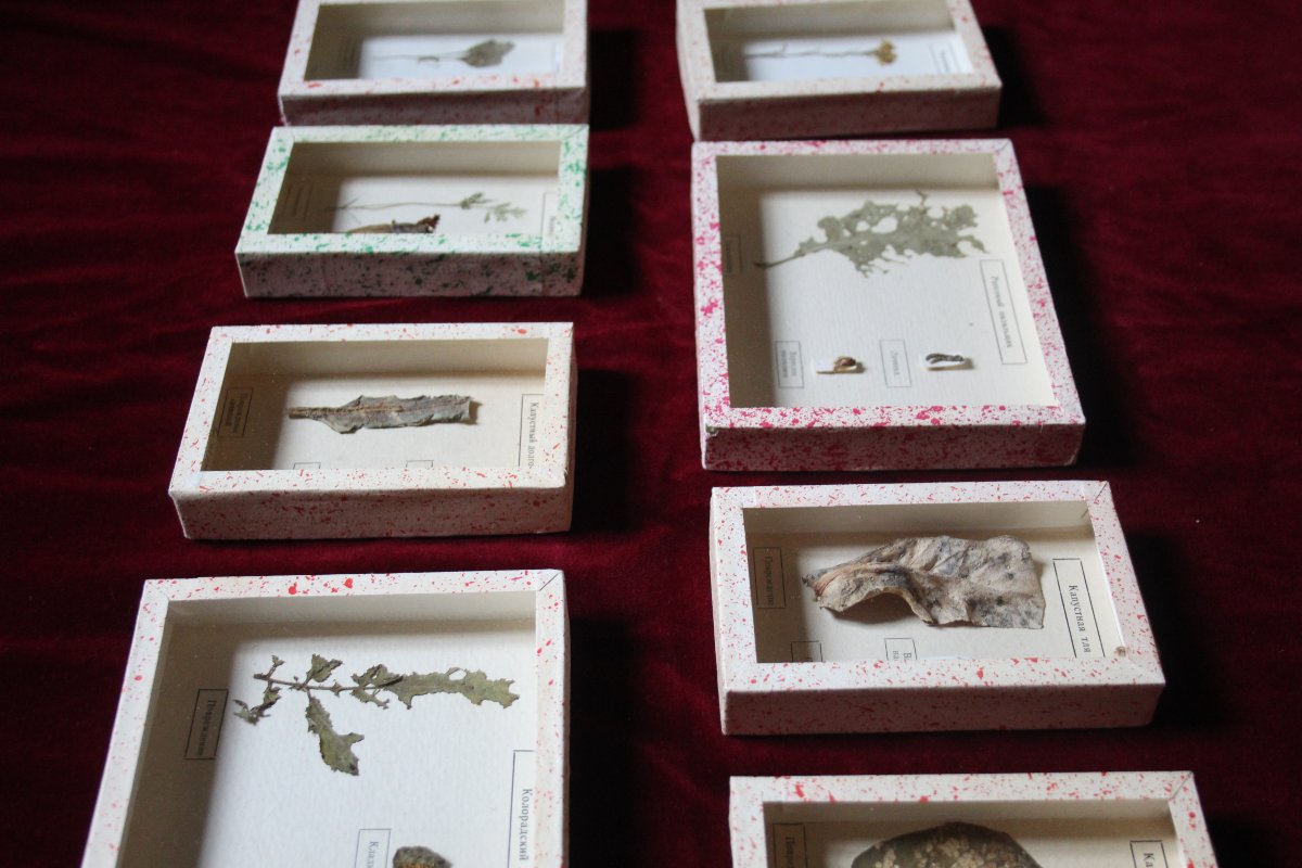 Collezione entomologica sovietica