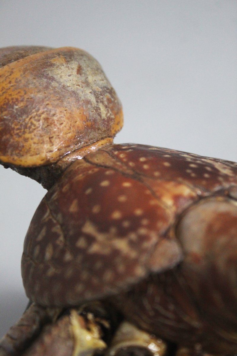 Granchio delle palme da cocco-photo-2