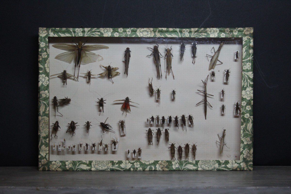 Grande collezione entomologica vintage-photo-2