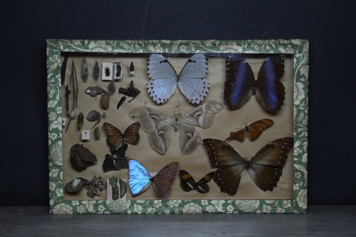 Grande collezione entomologica vintage-photo-3