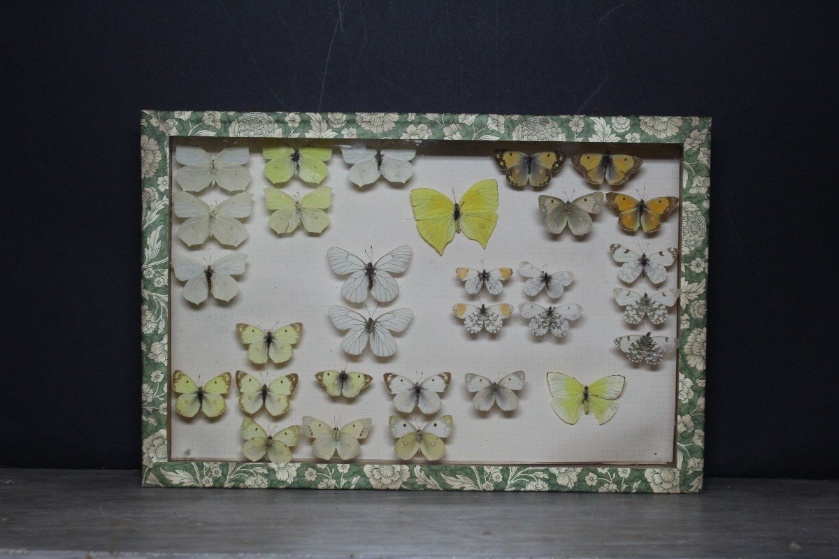 Grande collezione entomologica vintage-photo-1