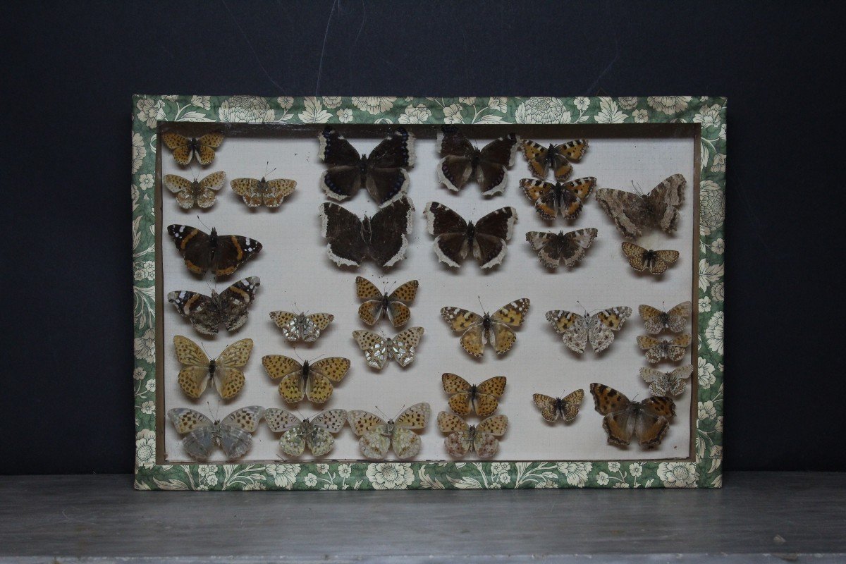 Grande collezione entomologica vintage-photo-2