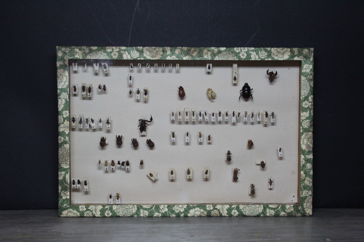 Grande collezione entomologica vintage-photo-3
