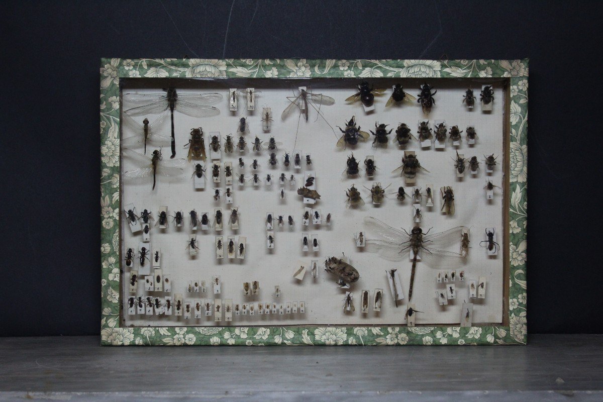 Grande collezione entomologica vintage-photo-4