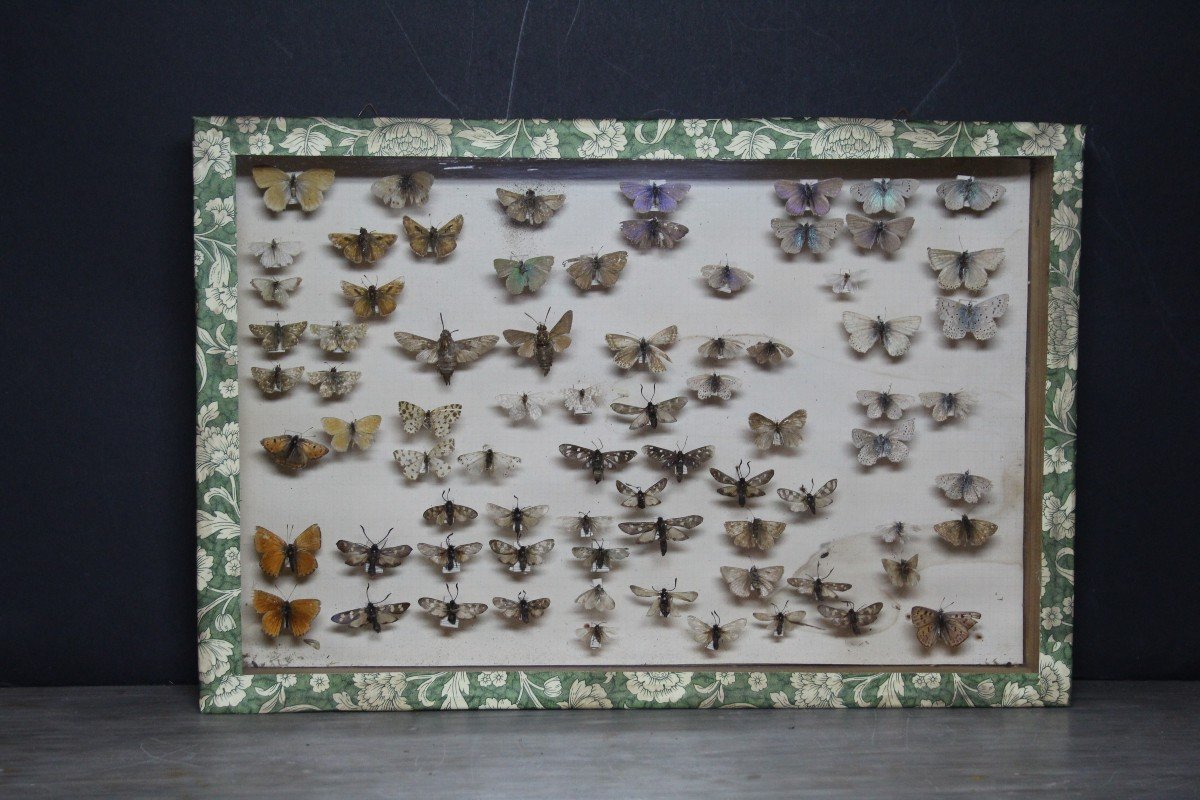 Grande collezione entomologica vintage-photo-6
