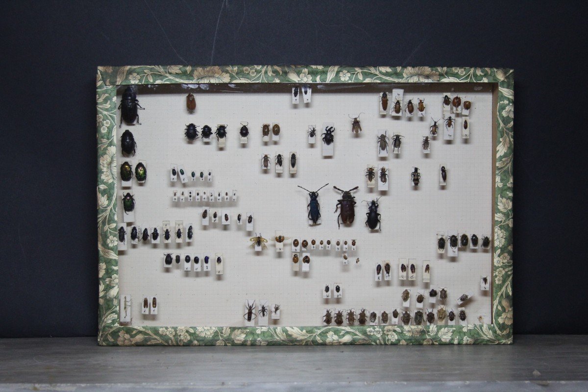 Grande collezione entomologica vintage-photo-7