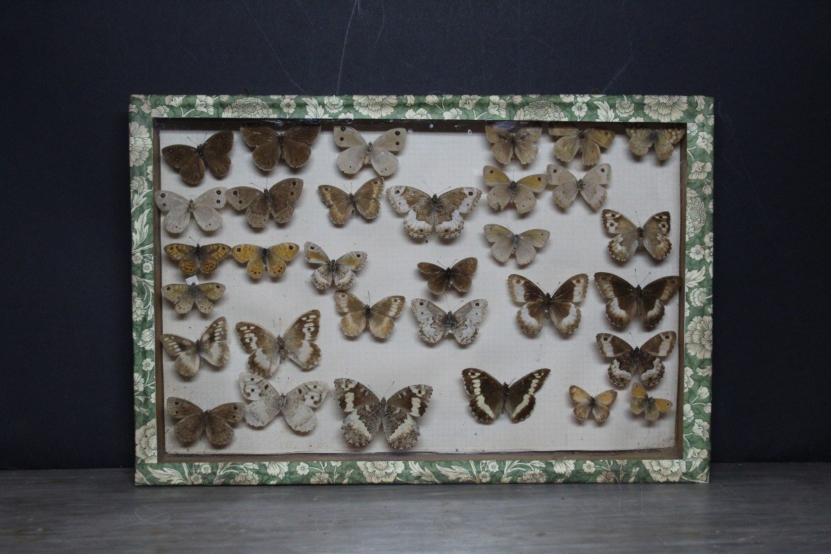 Grande collezione entomologica vintage-photo-8