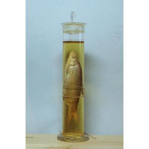 Antico preparato in formalina didattico-museale di un pesce