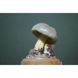 Funghi di Cortinarius croceus, modello educativo da collezione botanico vintage
