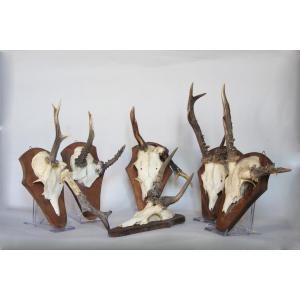 Collezione di 6 Palchi di Capriolo con Deformazioni