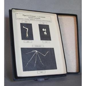 Teca Didattica Vintage – Modello Anatomico delle zampe dei Mammiferi URSS 1981