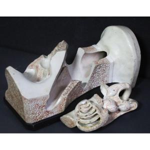Orecchio, modello anatomico vintage prima metà XX, Paravia