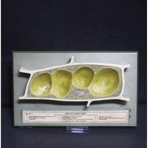 Modello didattico vintage Somso, cellule vegetali