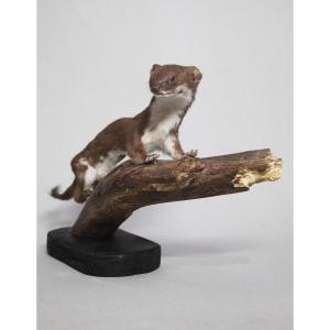 Donnola, allestimento tassidermico