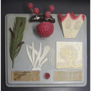 Modello didattico botanico vintage Paravia – Segala Cornuta