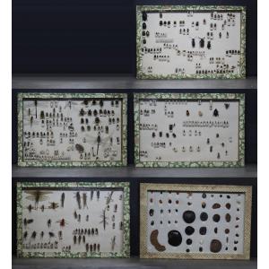 Grande collezione entomologica vintage