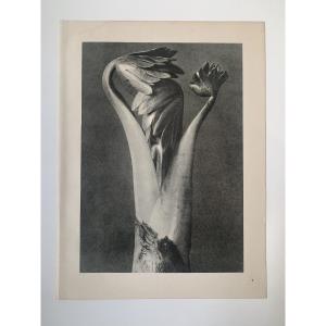 Karl Blossfeldt  Wunder In Der Natur, Photogravure, 1942, Plate# 1