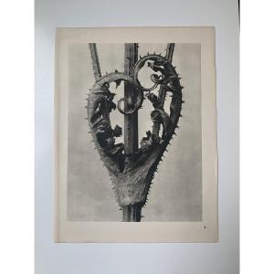 Karl Blossfeldt  Wunder In Der Natur, Photogravure, 1942, Plate# 2