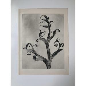 Karl Blossfeldt  Wunder In Der Natur, Photogravure, 1942, Plate# 3