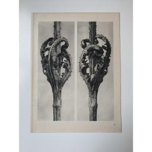 Karl Blossfeldt  Wunder In Der Natur, Photogravure, 1942, Plate#  4