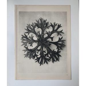 Karl Blossfeldt  Wunder In Der Natur, Photogravure, 1942, Plate# 5