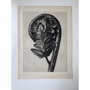 Karl Blossfeldt  Wunder In Der Natur, Photogravure, 1942, Plate# 6