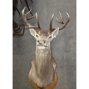 Mounted Deer Head (killed In 1998, Weighed 385kg)