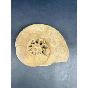 Ammonite Fossil