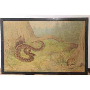 Didactic Panel: The Viper