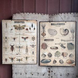 2 Natural Science Boards / Deyrolle Paris / 20th