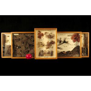 Rare Lot Of Five Old Dioramas Of Insects, Entomology Circa 1940 / Cabinet Curiosities