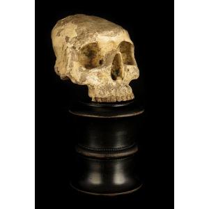 Antique Vanity Fragment, Sculpture Of A Skull, Circa 1800 / Memento Mori Cabinet Of Curiosities
