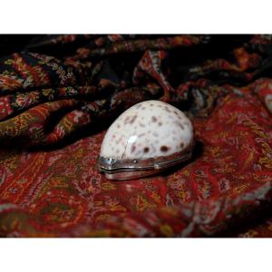 Shell Mounted In A Snuffbox, 19th Century