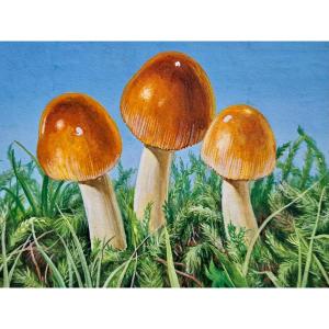 Set Of 7 Original Naturalist Plates In Gouache Forest Mushrooms
