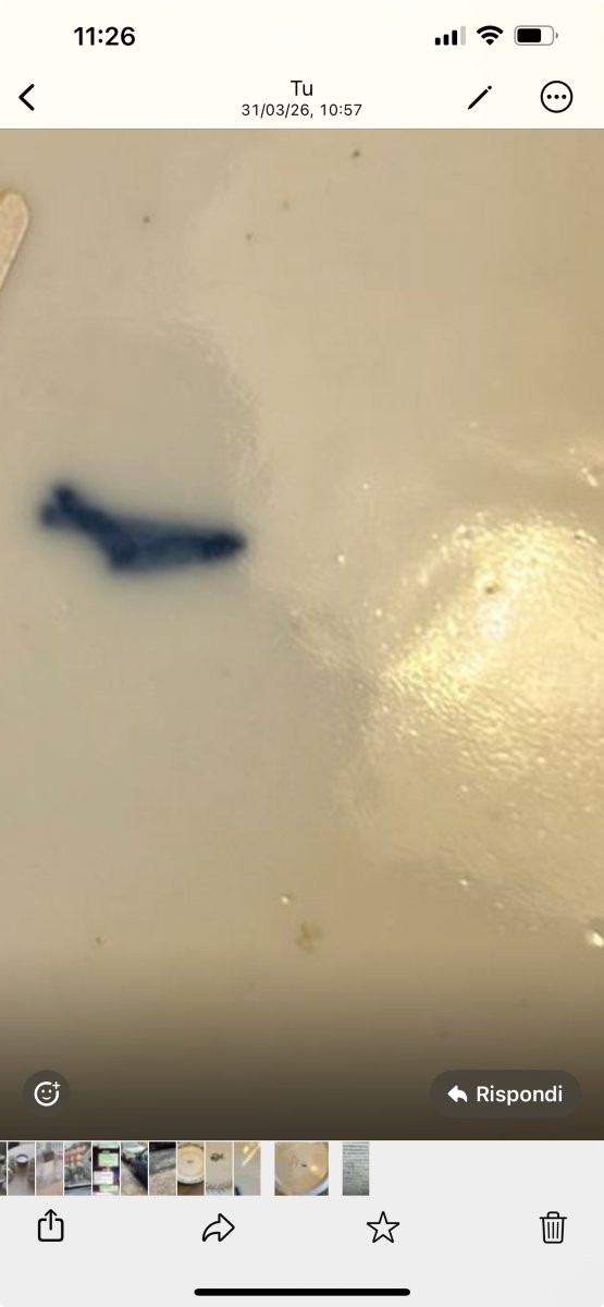 Piatto concavo in porcellana manifattura Locré (1772- 1824). -photo-2