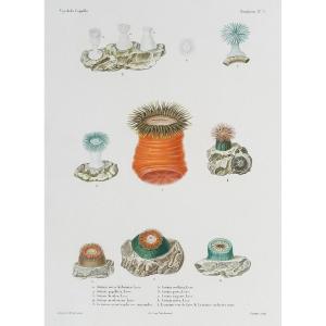 Antique Engraving – Actinia