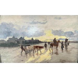 The Cow Walk On The Beach