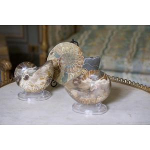 Set Including Two Polished Ammonite Fossils And Half A Polished Limestone Ammonite