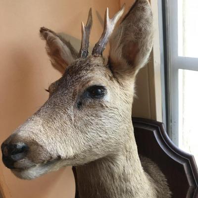 Twentieth Deer Head Brocade Trophy