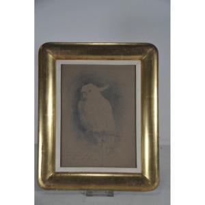 Henriette Ronner , Perroquet Blanc, Graphite Drawing On Paper