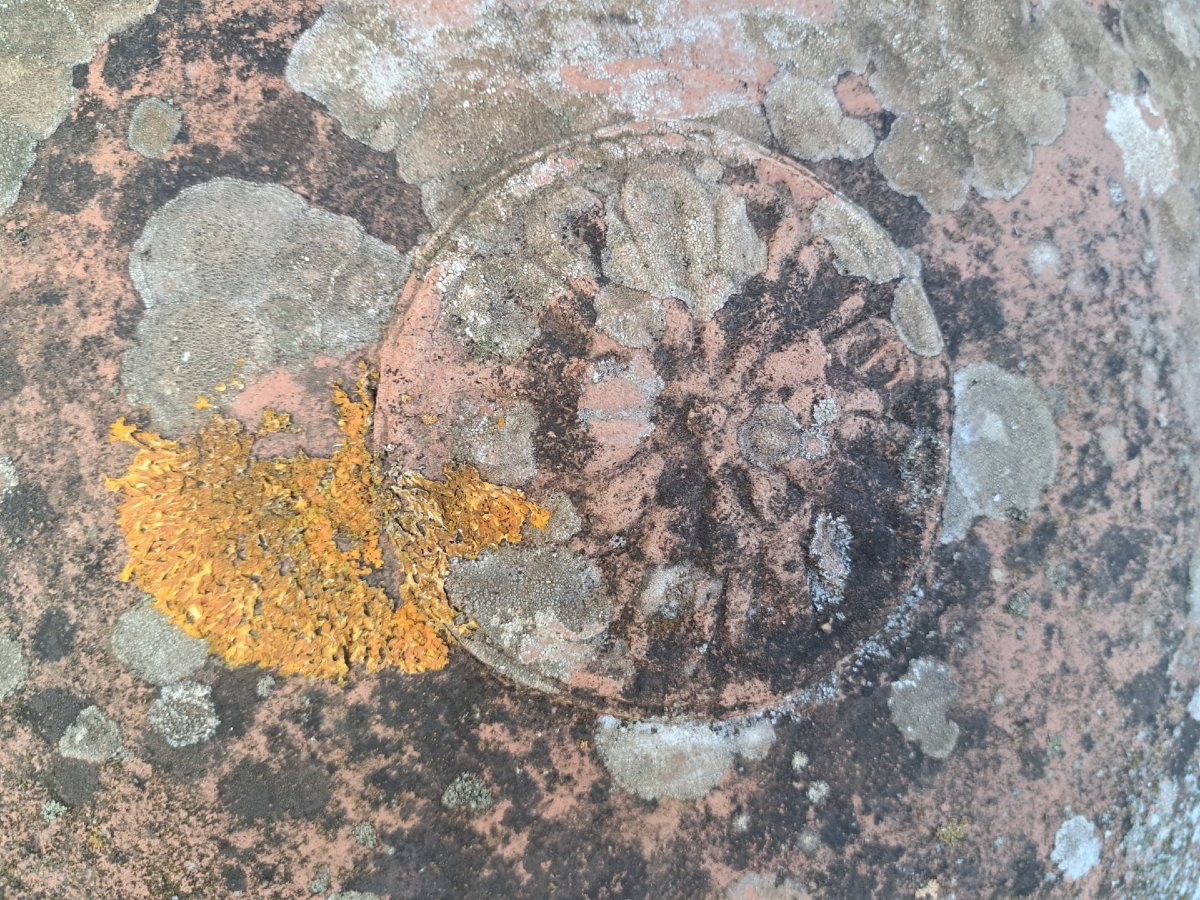 Coppia di grandi orci in terracotta dell'Impruneta-photo-5