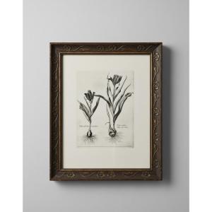 Pair Of Lithographs - Botany