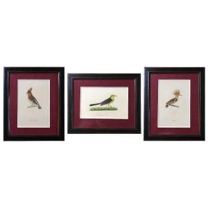 Birds, Watercolor Drawings, 19th Century