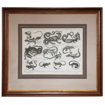 Two Beautiful Plates Of Engravings Of Reptiles, German Encyclopedia, 18th Century