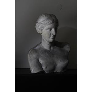 Academic Plaster Bust After The Venus De Milo