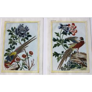 Golden Pheasant And Ring-necked Pheasant Watercolored Engravings 18th Century Natural History Birds
